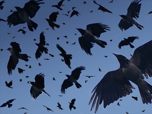 crows flight