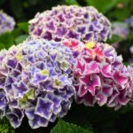 横浜イングリッシュガーデン再び！雨に唄う紫陽花たち。