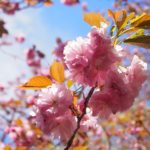 華やかな八重桜でお花見もフィナーレ