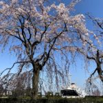 山下公園の枝垂れ桜はまもなく満開