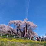 春爛漫の福島に行ってきた！〜その１ 三春の滝桜