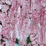 息抜きプチトリ🌸福島桜紀行　その１〜観音寺川と日中線の桜